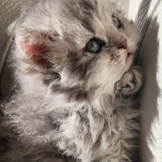 chaton Selkirk Rex Longhair blue Chatterie Ochatmouton