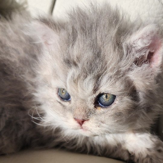 chaton Selkirk Rex Longhair blue Chatterie Ochatmouton