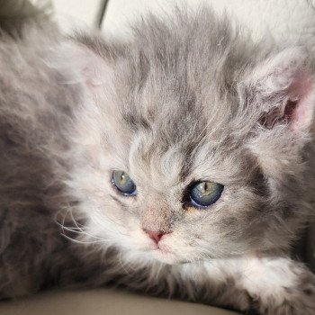 chaton Selkirk Rex Longhair blue Chatterie Ochatmouton chaton Selkirk Rex Longhair blue Chatterie Ochatmouton