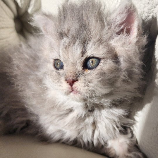 chaton Selkirk Rex Longhair blue Chatterie Ochatmouton