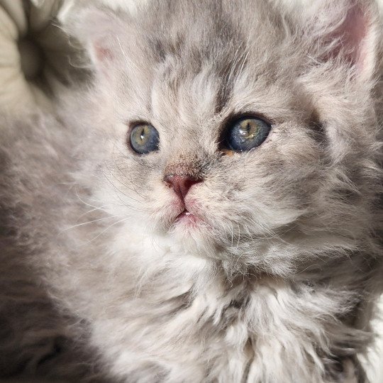 chaton Selkirk Rex Longhair blue Chatterie Ochatmouton