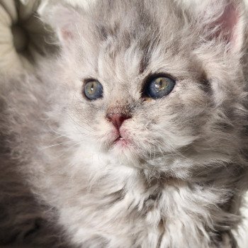 chaton Selkirk Rex Longhair blue Chatterie Ochatmouton chaton Selkirk Rex Longhair blue Chatterie Ochatmouton