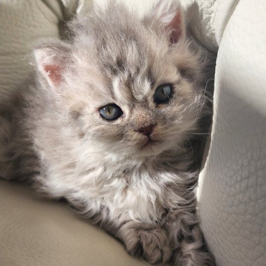 chaton Selkirk Rex Longhair blue Chatterie Ochatmouton