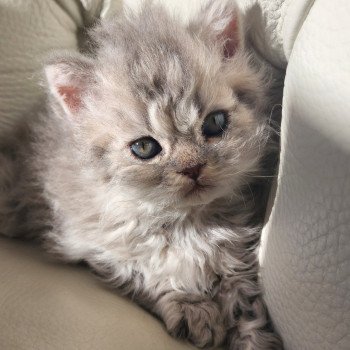 chaton Selkirk Rex Longhair blue Chatterie Ochatmouton chaton Selkirk Rex Longhair blue Chatterie Ochatmouton