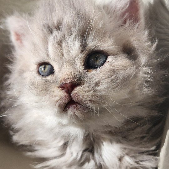 chaton Selkirk Rex Longhair blue Chatterie Ochatmouton