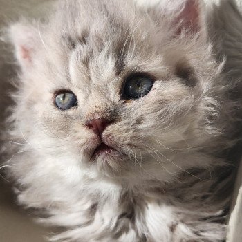 chaton Selkirk Rex Longhair blue Chatterie Ochatmouton chaton Selkirk Rex Longhair blue Chatterie Ochatmouton