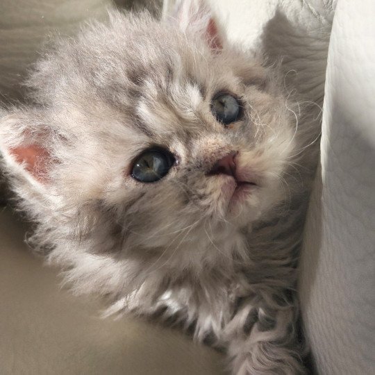 chaton Selkirk Rex Longhair blue Chatterie Ochatmouton