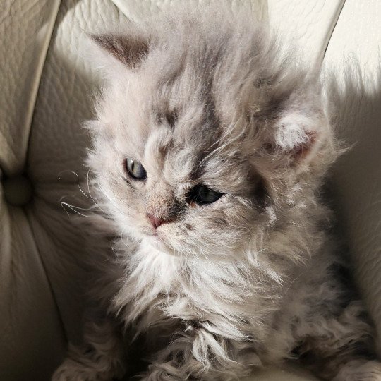 chaton Selkirk Rex Longhair blue Chatterie Ochatmouton
