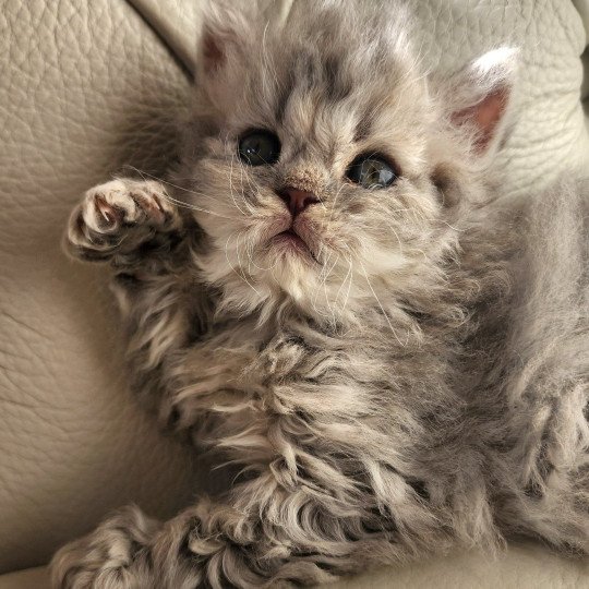 chaton Selkirk Rex Longhair blue Chatterie Ochatmouton