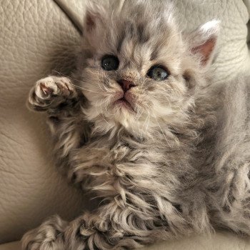 chaton Selkirk Rex Longhair blue Chatterie Ochatmouton chaton Selkirk Rex Longhair blue Chatterie Ochatmouton