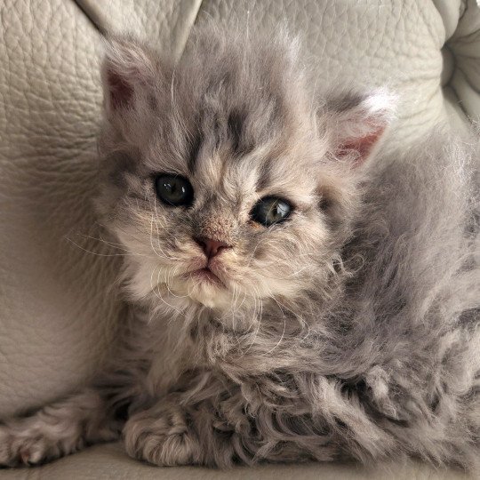 chaton Selkirk Rex Longhair blue Chatterie Ochatmouton