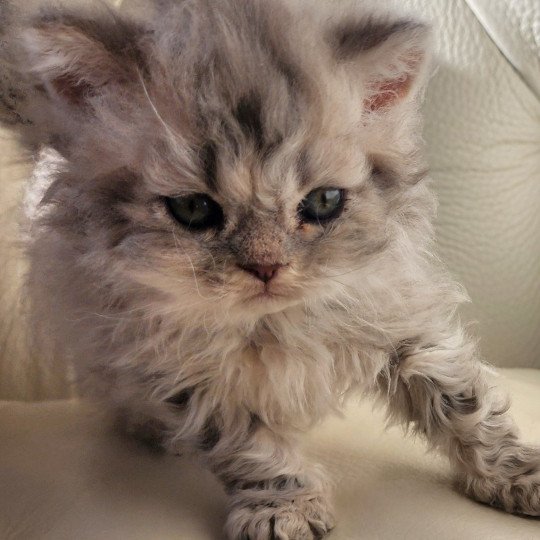 chaton Selkirk Rex Longhair blue Chatterie Ochatmouton