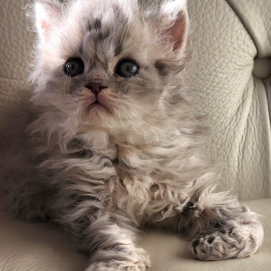 chaton Selkirk Rex Longhair blue Chatterie Ochatmouton