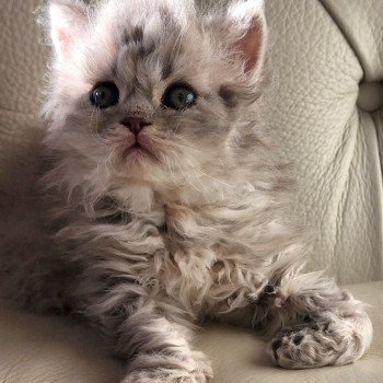 chaton Selkirk Rex Longhair blue Chatterie Ochatmouton chaton Selkirk Rex Longhair blue Chatterie Ochatmouton
