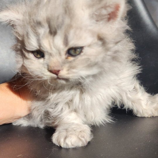 chaton Selkirk Rex Longhair blue Chatterie Ochatmouton