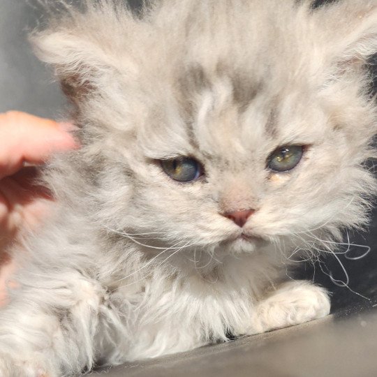 chaton Selkirk Rex Longhair blue Chatterie Ochatmouton