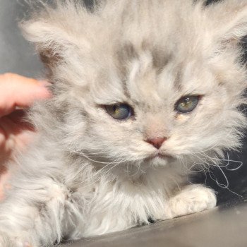 chaton Selkirk Rex Longhair blue Chatterie Ochatmouton chaton Selkirk Rex Longhair blue Chatterie Ochatmouton
