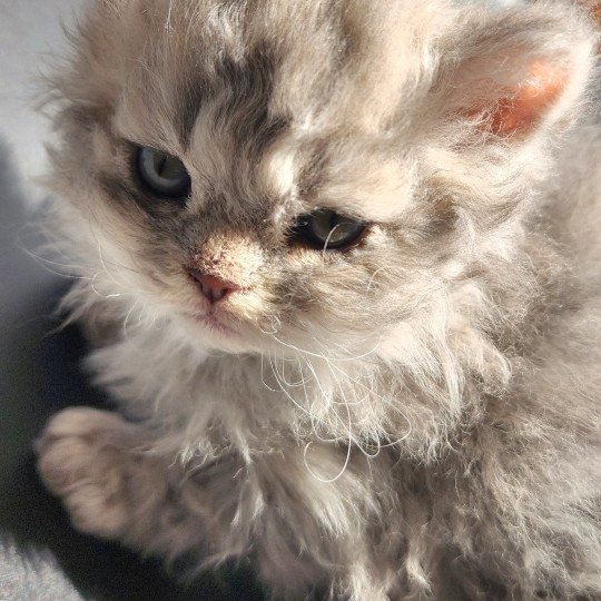 chaton Selkirk Rex Longhair blue Chatterie Ochatmouton