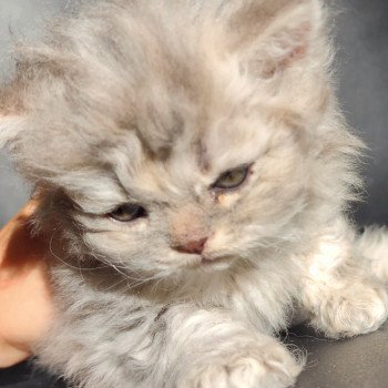 chaton Selkirk Rex Longhair blue Chatterie Ochatmouton chaton Selkirk Rex Longhair blue Chatterie Ochatmouton