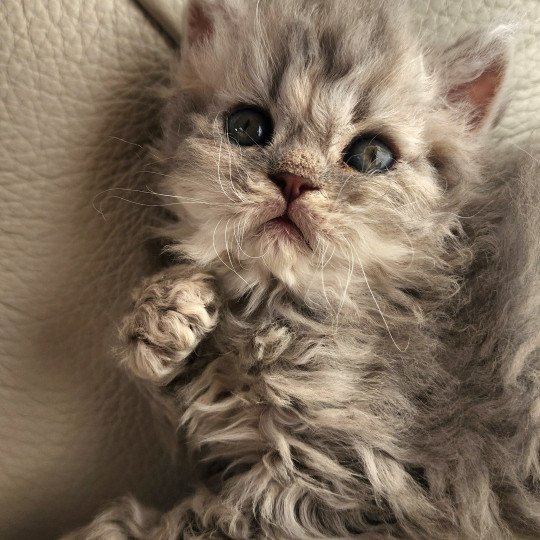 chaton Selkirk Rex Longhair blue ZEBULON Chatterie Ochatmouton