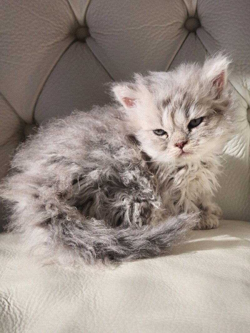 ZEBULON Of Ochatmouton Mâle Selkirk Rex Longhair