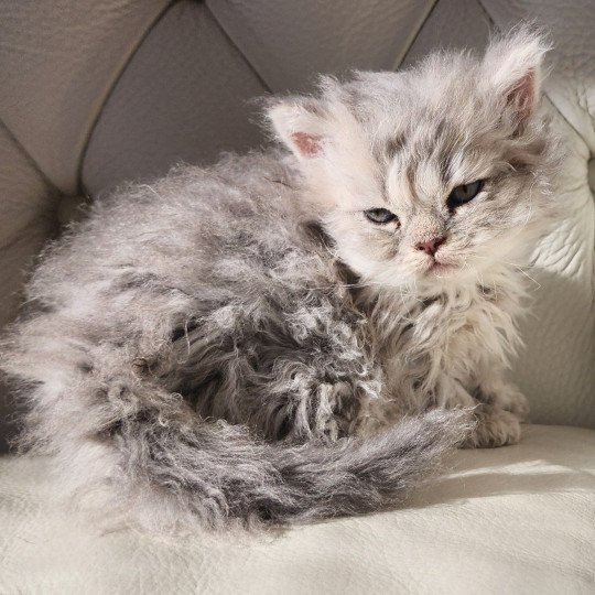 ZEBULON Of Ochatmouton Mâle Selkirk Rex Longhair