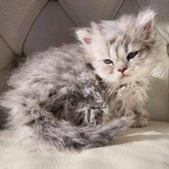 chaton Selkirk Rex Longhair blue ZEBULON Chatterie Ochatmouton chaton Selkirk Rex Longhair blue ZEBULON Chatterie Ochatmouton