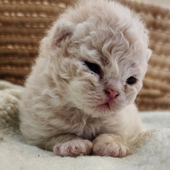 chaton Selkirk Rex Longhair cream Chatterie Ochatmouton chaton Selkirk Rex Longhair cream Chatterie Ochatmouton