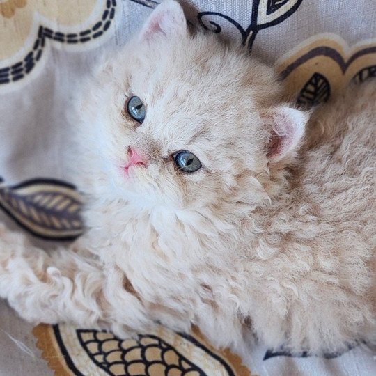 chaton Selkirk Rex Longhair cream Chatterie Ochatmouton