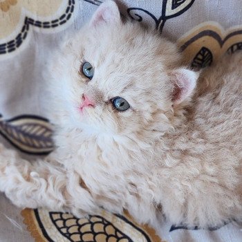 chaton Selkirk Rex Longhair cream Chatterie Ochatmouton chaton Selkirk Rex Longhair cream Chatterie Ochatmouton