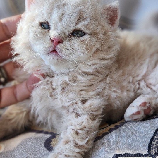 chaton Selkirk Rex Longhair cream Chatterie Ochatmouton
