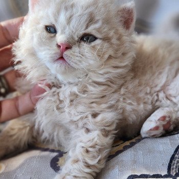 chaton Selkirk Rex Longhair cream Chatterie Ochatmouton chaton Selkirk Rex Longhair cream Chatterie Ochatmouton