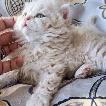 chaton Selkirk Rex Longhair cream Chatterie Ochatmouton chaton Selkirk Rex Longhair cream Chatterie Ochatmouton