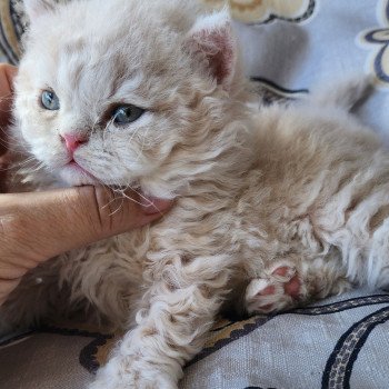 chaton Selkirk Rex Longhair cream Chatterie Ochatmouton chaton Selkirk Rex Longhair cream Chatterie Ochatmouton