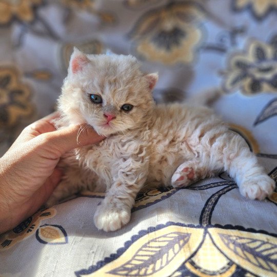 chaton Selkirk Rex Longhair cream Chatterie Ochatmouton