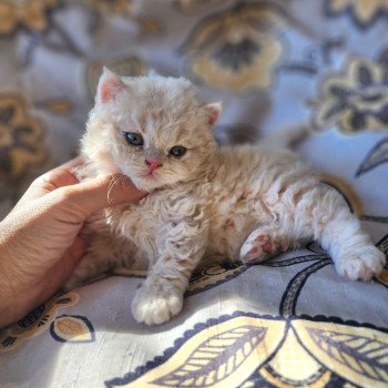 chaton Selkirk Rex Longhair cream Chatterie Ochatmouton chaton Selkirk Rex Longhair cream Chatterie Ochatmouton