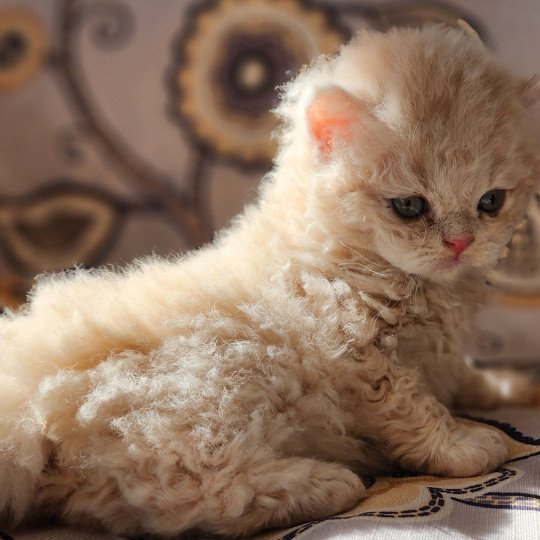 chaton Selkirk Rex Longhair cream Chatterie Ochatmouton