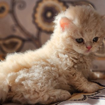 chaton Selkirk Rex Longhair cream Chatterie Ochatmouton chaton Selkirk Rex Longhair cream Chatterie Ochatmouton