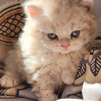 chaton Selkirk Rex Longhair cream Chatterie Ochatmouton chaton Selkirk Rex Longhair cream Chatterie Ochatmouton