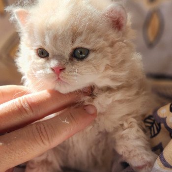 chaton Selkirk Rex Longhair cream Chatterie Ochatmouton chaton Selkirk Rex Longhair cream Chatterie Ochatmouton