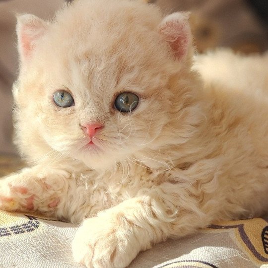 chaton Selkirk Rex Longhair cream Chatterie Ochatmouton
