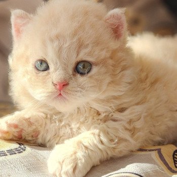 chaton Selkirk Rex Longhair cream Chatterie Ochatmouton chaton Selkirk Rex Longhair cream Chatterie Ochatmouton