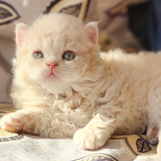 chaton Selkirk Rex Longhair cream Chatterie Ochatmouton