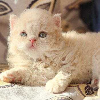 chaton Selkirk Rex Longhair cream Chatterie Ochatmouton chaton Selkirk Rex Longhair cream Chatterie Ochatmouton
