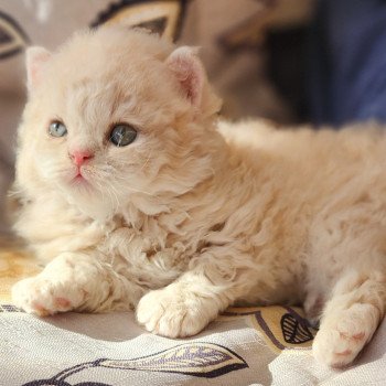 chaton Selkirk Rex Longhair cream Chatterie Ochatmouton chaton Selkirk Rex Longhair cream Chatterie Ochatmouton