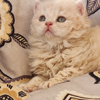 chaton Selkirk Rex Longhair cream Chatterie Ochatmouton chaton Selkirk Rex Longhair cream Chatterie Ochatmouton