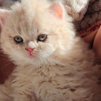 chaton Selkirk Rex Longhair cream Chatterie Ochatmouton chaton Selkirk Rex Longhair cream Chatterie Ochatmouton