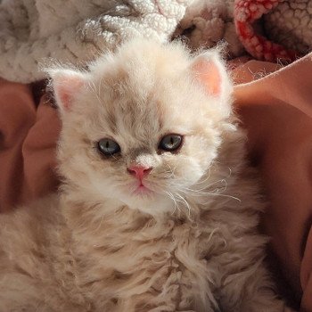 chaton Selkirk Rex Longhair cream Chatterie Ochatmouton chaton Selkirk Rex Longhair cream Chatterie Ochatmouton