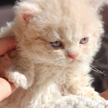 chaton Selkirk Rex Longhair cream Chatterie Ochatmouton chaton Selkirk Rex Longhair cream Chatterie Ochatmouton