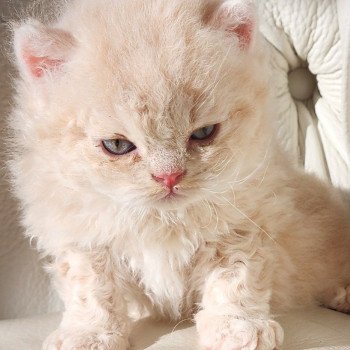chaton Selkirk Rex Longhair cream Chatterie Ochatmouton chaton Selkirk Rex Longhair cream Chatterie Ochatmouton